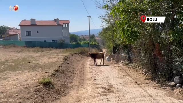 Alevlenen Yangından Hayvanlarını Böyle Kaçırdı