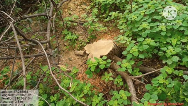 सरकार की अभिलाना की जा रही है वृक्षों को काटा जा रहा है