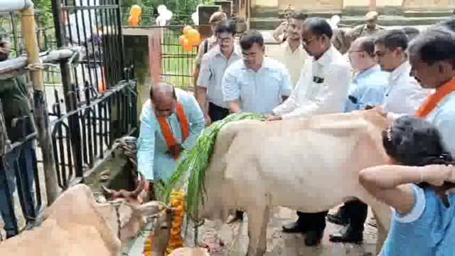 श्री कृष्ण जन्माष्टमी के अवसर पर डीएम संजीव रंजन एवं सदर विधायक राजेन्द्र मौर्या ने कान्हा गौशाला में गौवंश को गुड़ हरा चारा खिलाया