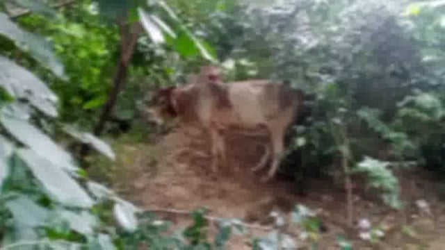 श्रीज्ञान मूर्ति सत्संग सेवा संस्थान गौ सेवा रथ ने एक गोवंश की जान बचाई लोगों ने भुरभुरी की प्रशंसा और शुभ आशीर्वाद दिया