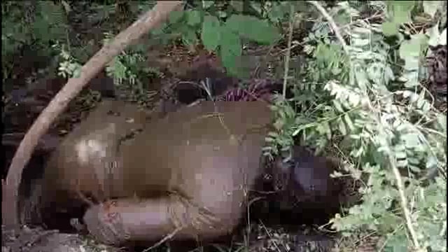 सोमनाथपुर येथील जंगलात एका व्यक्तीचा मृतदेह आढळला,आत्महत्या का खून याचे कारण अस्पष्ट