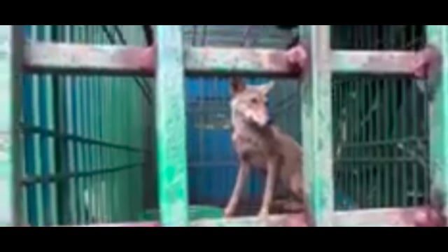 Bahraich : जनपद बहराइच से बड़ी खबर वन विभाग के हाथों में लगी बड़ी सफलता वन विभाग के जाल में कैद हुआ नर भेड़िया