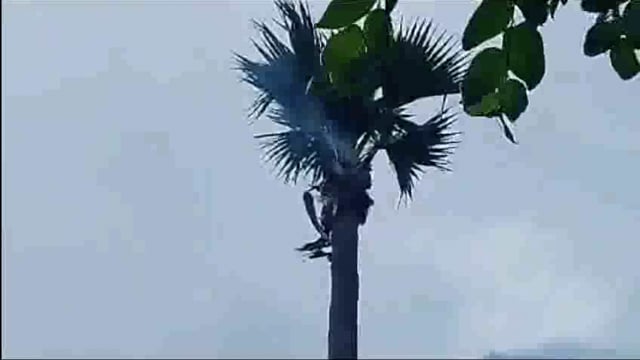 बज्रपात से दो दुधारू पशु की हुई मौत; पशुपालक ने सीओ से मुआवजे की लगाई गुहार