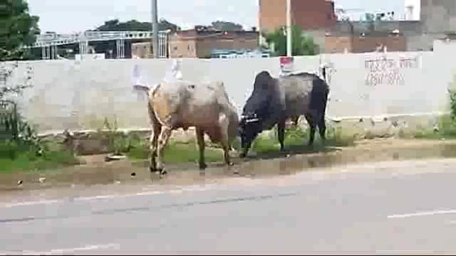राया: गांव से कस्बा तक आवारा गौवंश बने आतंक का पर्याय: गोवंश बन रहे दुर्घटना का कारण