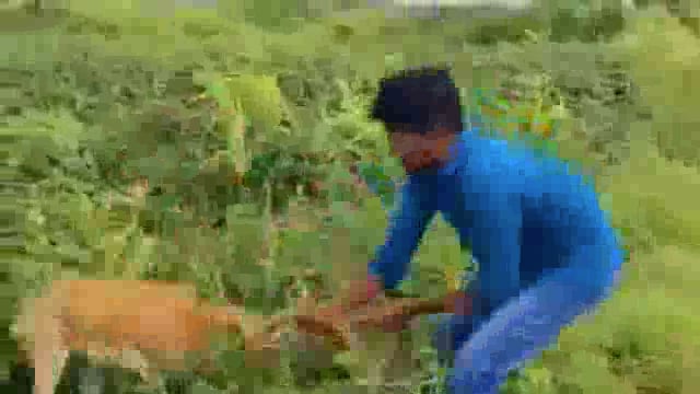 शेकापूर येथे शेतकऱ्यांने लावलेल्या जाळ्यात हरीण अडकला,सर्प मित्रांनी केली हरणांची सुटका