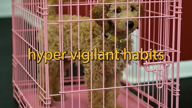 A Few Reasons To Kennel Train Your Puppy
