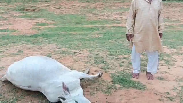 कीटनाशक दवा खाने से गाय की हुई मौत, गोस्वामी ने पड़ोसी पर जहर खिलाकर गाय को मारने का आरोप लगाते हुए थाने में दिया आवेदन