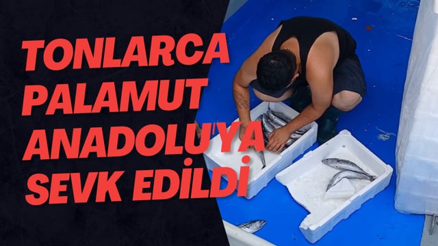 Tonlarca Palamut Anadolu'ya Sevk Edildi