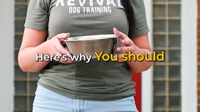 Reasons Why To Never Feed Your Dog From A Dog Bowl
