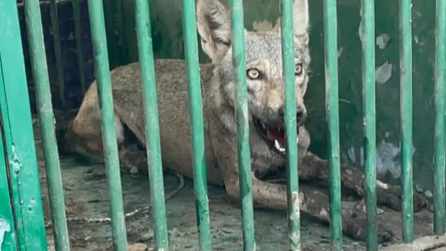 Bahraich:s एक और मादा भेड़ियों को वन विभाग की टीम ने किया पिंजरे में कैद वन विभाग को मिली बड़ी सफलता