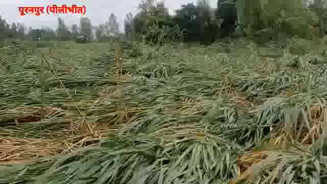 भारी वारिश से चौपट हुई किसानों की फसल