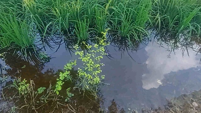 मवाना लगातार तेज बारिश से फसले हुई जल मग्न