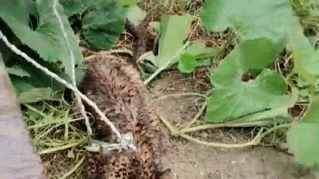 लक्सर वन विभाग की टीम ने पकड़ा गुलदार! सुरक्षित वन क्षेत्र के लिए किया रवाना!