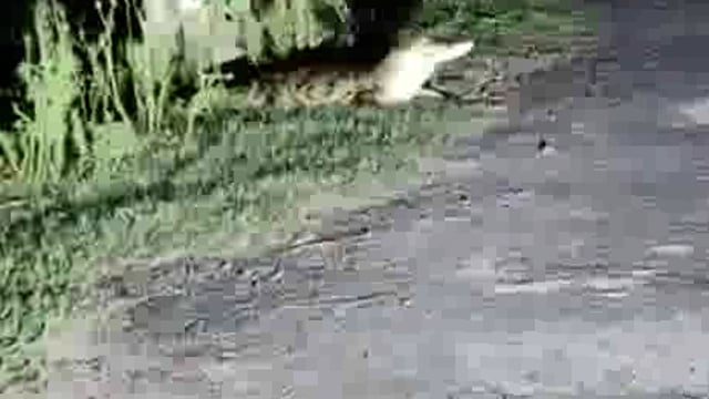 Jhansi ke sadkon per magarmacch tahlate hue video viral Chahal qadmi Mein Logon mein dahshat Talab Mein Pani Bhar jaane se magarmacch Road per tahal rahe hain