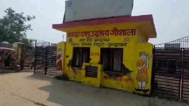 वृक्षारोपण के हरे पत्ते खाने पर नगर निगम ने भैंस मालिक के खिलाफ मुकदमा दर्ज कर भैंसों को लिया हिरासत में