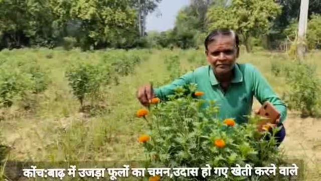 कोंच:बाढ़ में उजड़ा फूलों का चमन,उदास हो गए खेती करने वाले