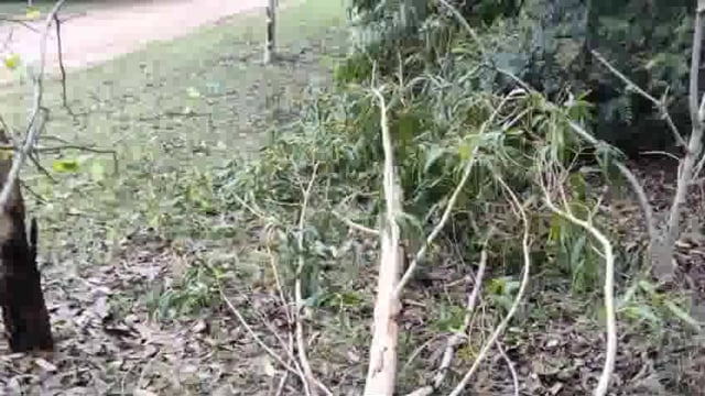 वन में लगे पेड़ की असमाजिक लोगों के द्वारा कटाई 