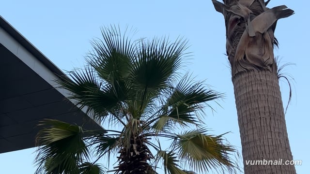 Close Up Palm Trees