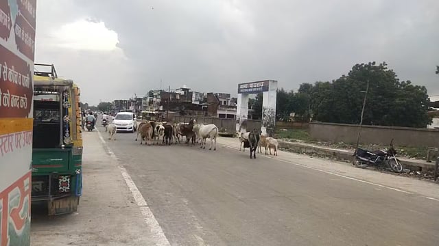 बिहार ब्लॉक के बाघराय थाना के मुख्य गेट के सामने रामवन गमन मार्ग पर राहगीरो को मौत का दावत दे रहे आवारा पशु,