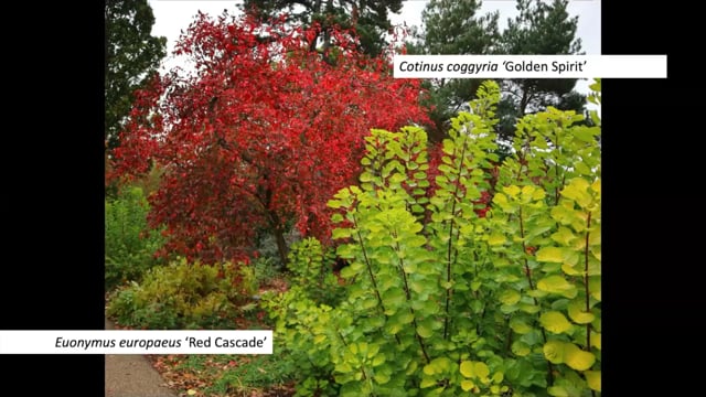 Jack Aldridge – Autumn Colour on a Small Scale