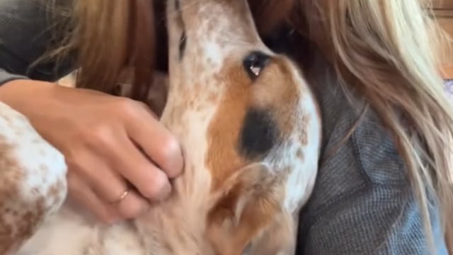 Vimeo video preview for Mountain Lodge Plaid Quilt Bedding Collection - 1015388760