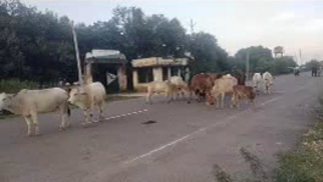 बिहार ब्लॉक के बिहार बाजार में स्वच्छता पखवाड़ा पर लगा गंदगियों का अम्बार ब्लॉक के मुख्य गेट पर आवारा पशुओं का लगा मेला,