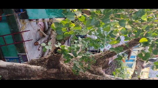 हरा वृक्ष जबरन काटने को लेकर भाजपा नेता सहित दो दर्जन से ज्यादा लोगों ने हस्ताक्षर युक्त आवेदन डीएफओ को दिया