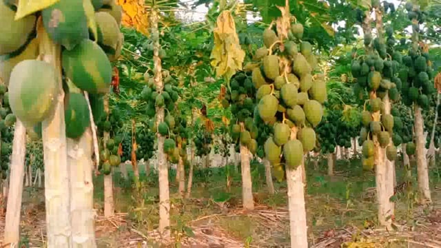 बहराइच: में किसान की मेहनत का फल,,