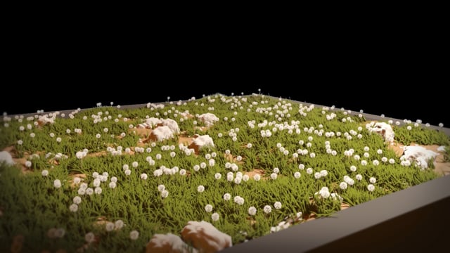Simulation - Dandelion Thumbnail