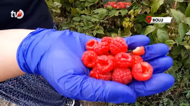 Kuaför Kadın Aldığı Araziyi 7 Yılda Çiftliğe Dönüştürdü, Şimdi Siparişlere Yetişemiyor