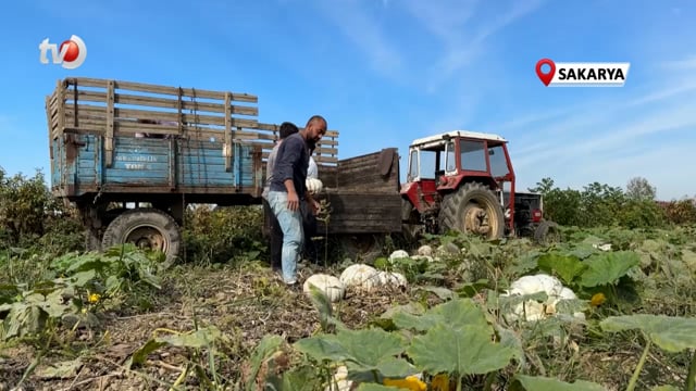 Coğrafi İşaretli Kabağın Tarladan Sofraya Yolculuğu Başladı