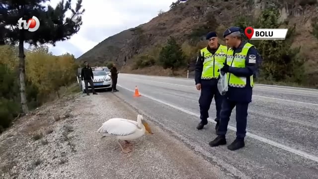 Devriye Atan Jandarma Pelikan Kuşu Buldu Hamsiyle Beslediler