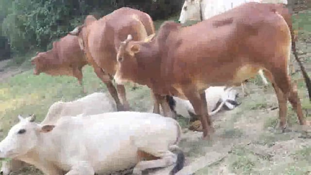 योगी सरकार की मनसा पर सरकारी कर्मचारीयों व गौशालयों द्वारा गोवंशों को टैग लगे हुए छोड़ा जा रहा है पूरा मामला अमेठी का है