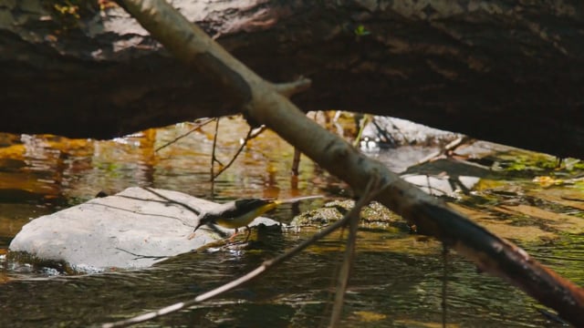 Vimeo video thumbnail