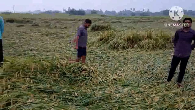 अमरपुर प्रखंड क्षेत्र कई गांवो में चक्रबाती तूफान दाना के कहर से किसान परेशान धान के फसल को काफी नुकसान 