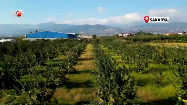 Dünyada Rakibi Yok Dalların Altın Sarısında Hasat Zamanı