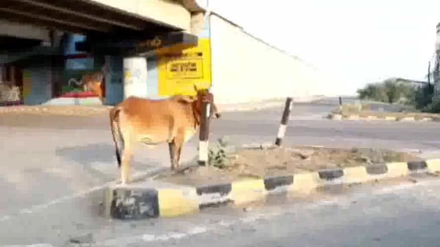 गौ माता के दुर्लभ जीवन को देख लोगों में जागरूकता उत्पन्न करने के लिए गाया यह  सुंदर गाना।