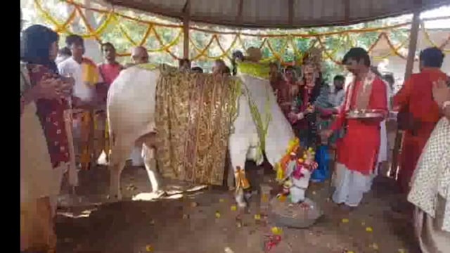 ब्रज में गौ माता व गोवर्धन पूजन कर धूमधाम से मनाया गया गोपाष्टमी का पर्व।