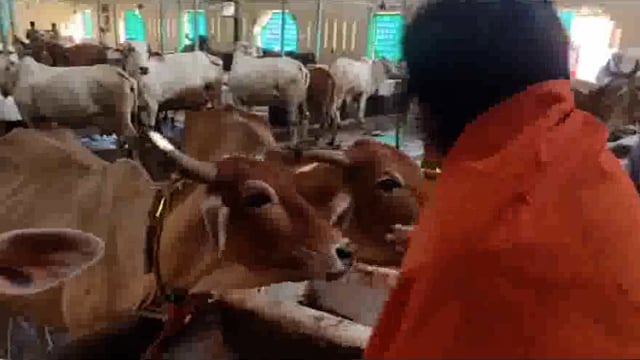 गोपाष्टमी के अवसर पर साध्वी ऋतंभरा ने विश्व की सबसे छोटी डेढ़ फुट की पुंगनूर गाय का पूजन अर्चन किया