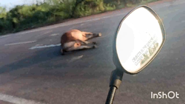 ଜାମୁଝାଡ଼ି ଧାମରା ରାସ୍ତା ସ1ର୍ବଦା ବିପଦପୂର୍ଣ୍ଣ ପ୍ରତିଦିନ କିଛି ନା କିଛି ଦୁର୍ଘଟଣା ଘଟୁଛି