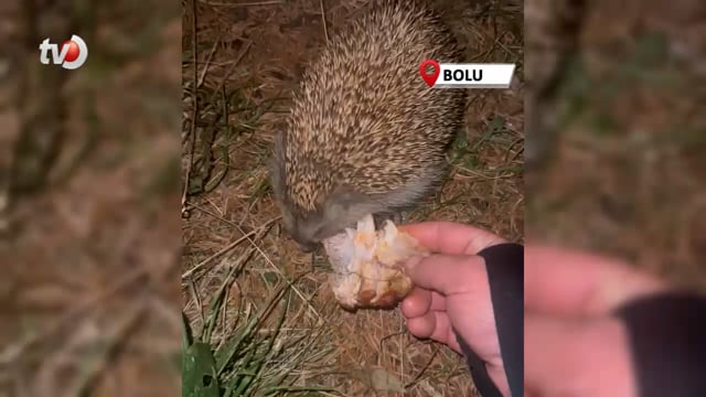 Kirpiyi Kızarmış Tavukla Besledi