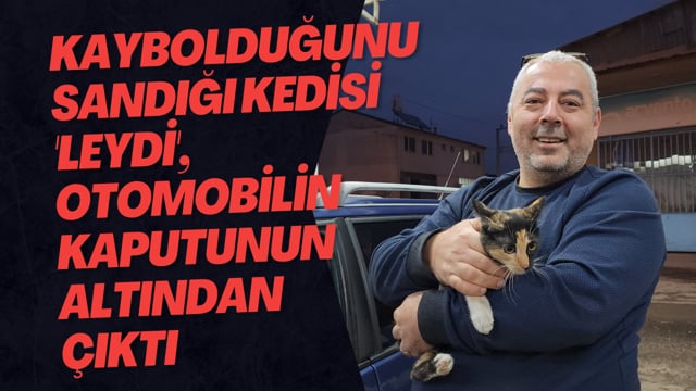 Kaybolduğunu Sandığı Kedisi 'Leydi', Otomobilin Kaputunun Altından Çıktı