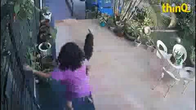 Rajasthan Mount Abu mein ghar ke bagiche mein tendua ghuskar kutte per Kiya Hamla video Hua viral kutte ki chikh pukar sunkar Mahila Ghar Se Bahar I to chillane Lagi Uske bad kutte ko chhodkar Bhag nikala