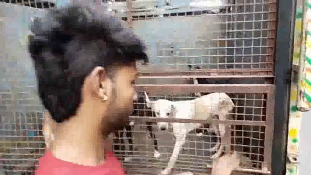 कुत्तों की भडती जनसंख्या को लेकर नगर निगम मथुरा वृंदावन में चलाया भदिया करण अभियान 