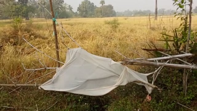 ଧାନ ଫସଲ କୁ ବାରହା ଆତଙ୍କ ଚାଷୀ ହତାଶ 