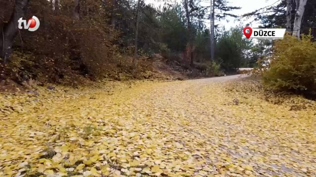 Düzce Dağlarında Kış Öncesi Sonbahar Güzelliği