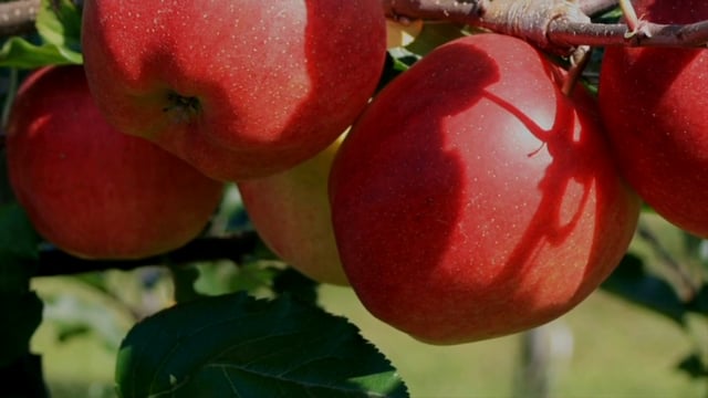 Peter shows you Patio Apple Sun Red 