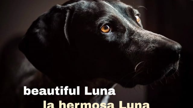 Love for Luna 🐾