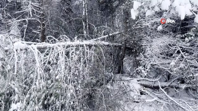  Abant yoluna ağaç devrildi, tatilciler yolda kaldı