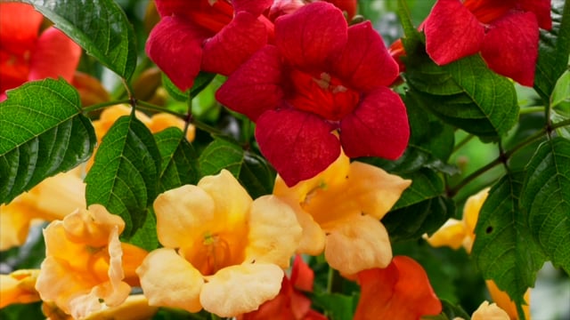 Campsis (Trumpet Vine) collection